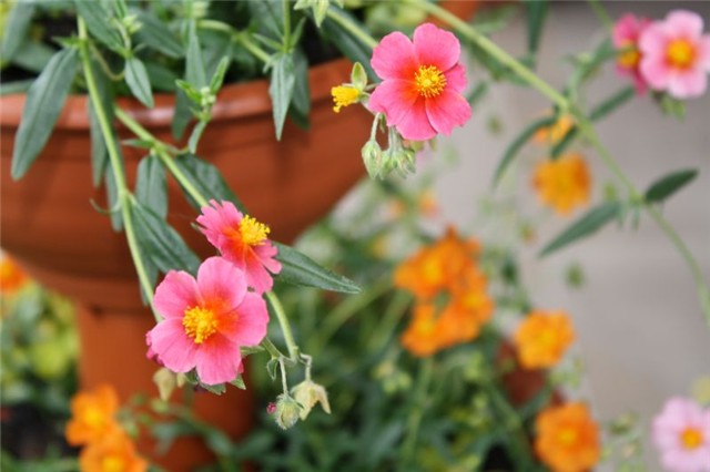 HELIANTHEMUM NUMMULARIUM(sunčanica)